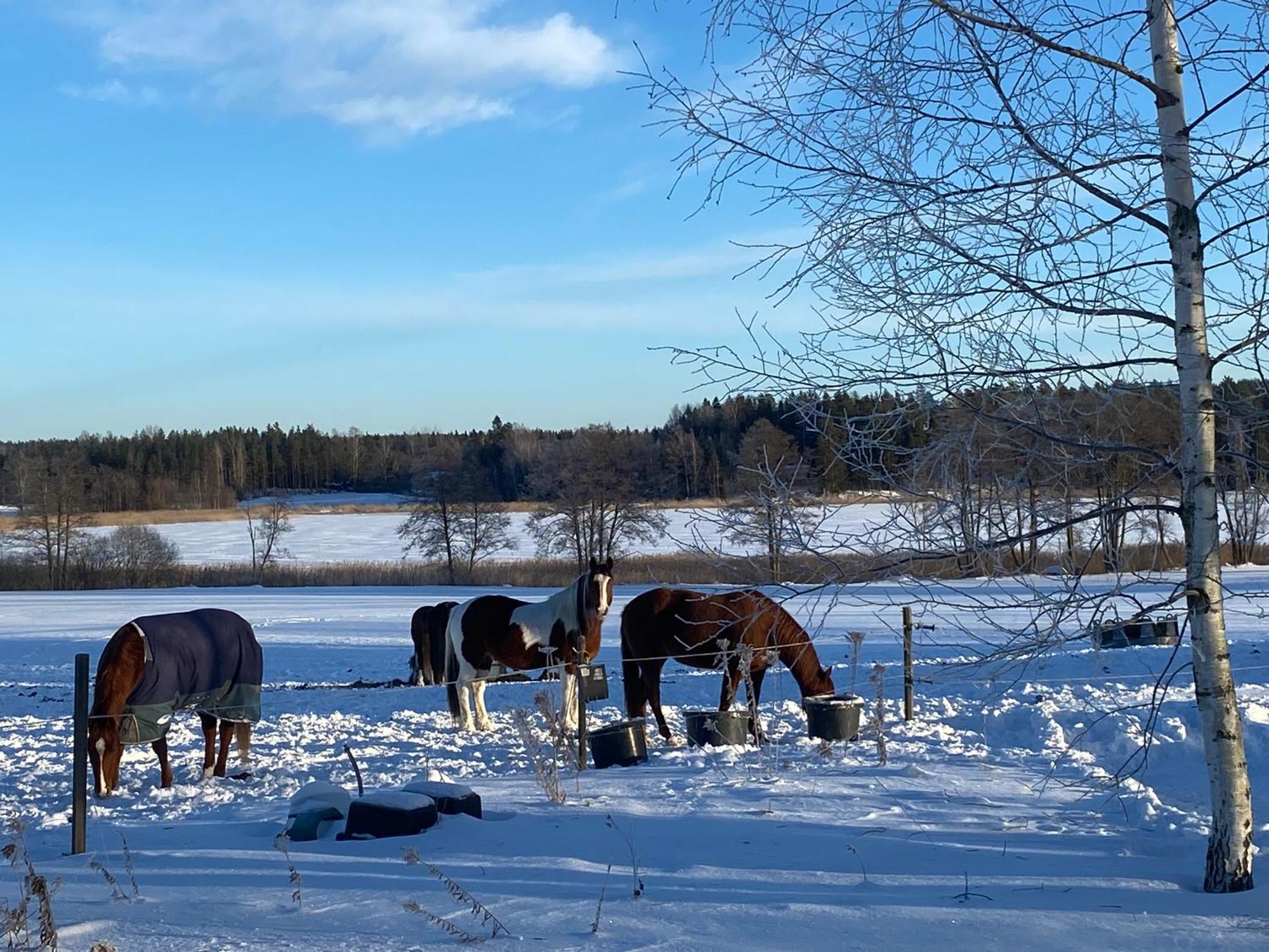 Ulvsby Ranch Western Camp คาร์ลสตัด ภายนอก รูปภาพ