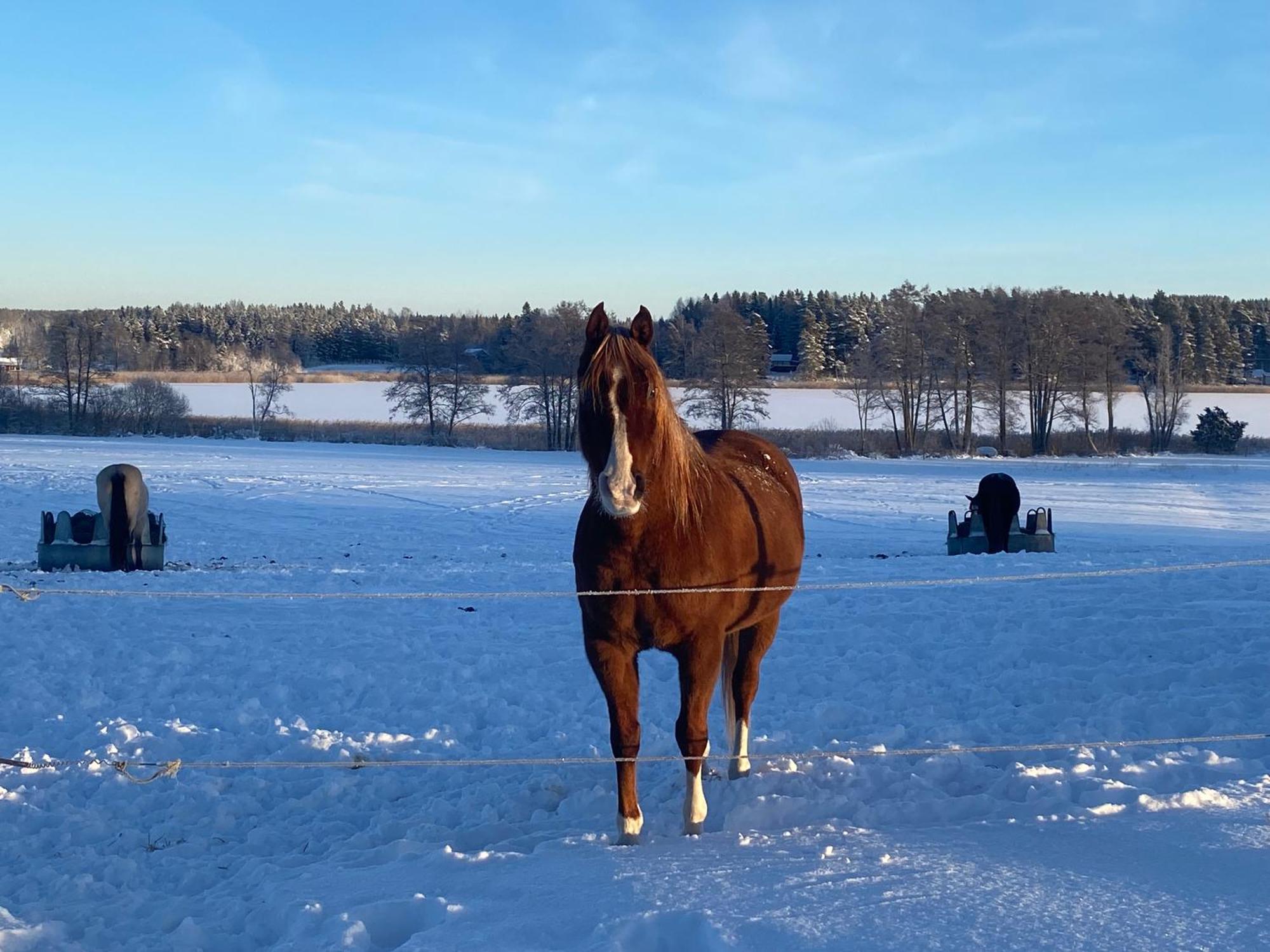 Ulvsby Ranch Western Camp คาร์ลสตัด ภายนอก รูปภาพ